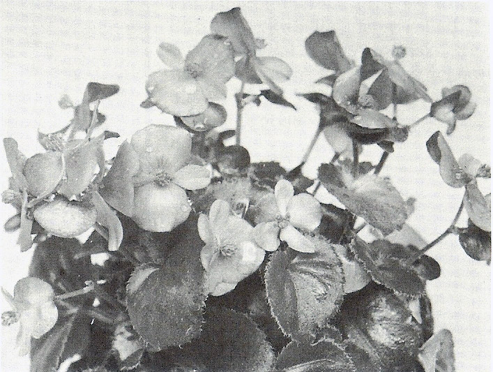 B. ‘Tence’